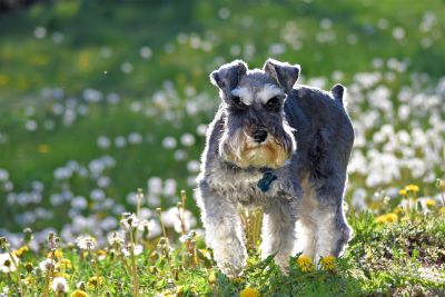 Archie by Beth Thomander